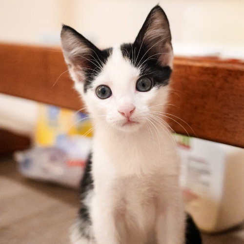 Nike, Domestic Short Hair