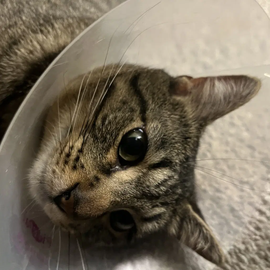 Peter Parker - Domestic Short Hair