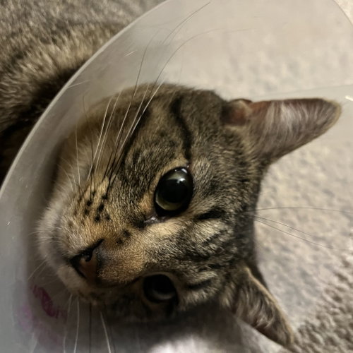 Peter Parker, a cat for adoption from Dallas Pets Alive