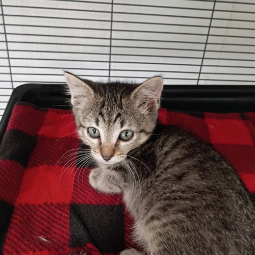 Tamara, a cat for adoption from Dallas Pets Alive
