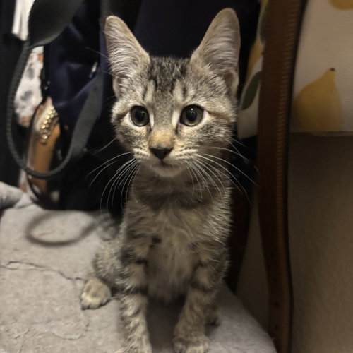 Stamp, a cat for adoption from Dallas Pets Alive