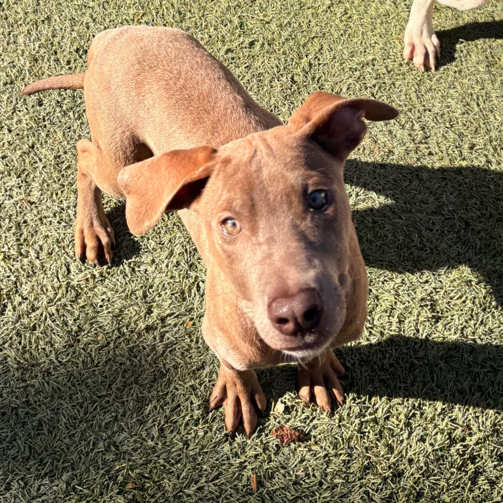 Walnut - Terrier