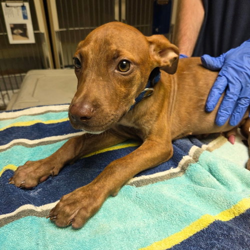 Peanut, a dog for adoption from Dallas Pets Alive