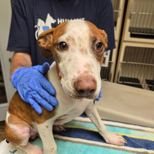 Pecan, a dog for adoption from Dallas Pets Alive