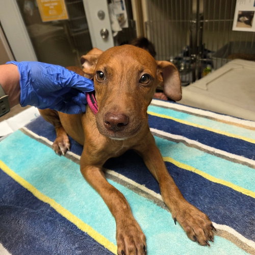 Acorn, a dog for adoption from Dallas Pets Alive