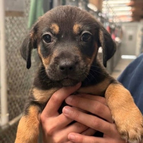 Addison, a dog for adoption from Dallas Pets Alive