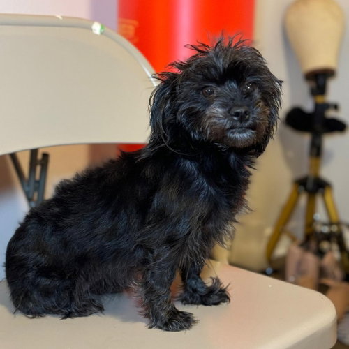 Photo 2 of Lulu