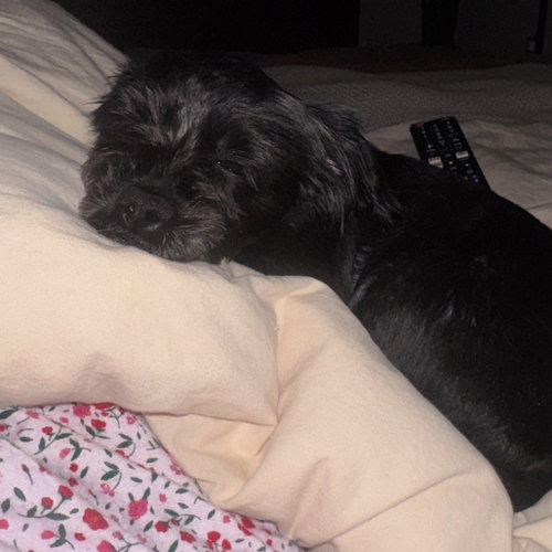 Photo 3 of Lulu