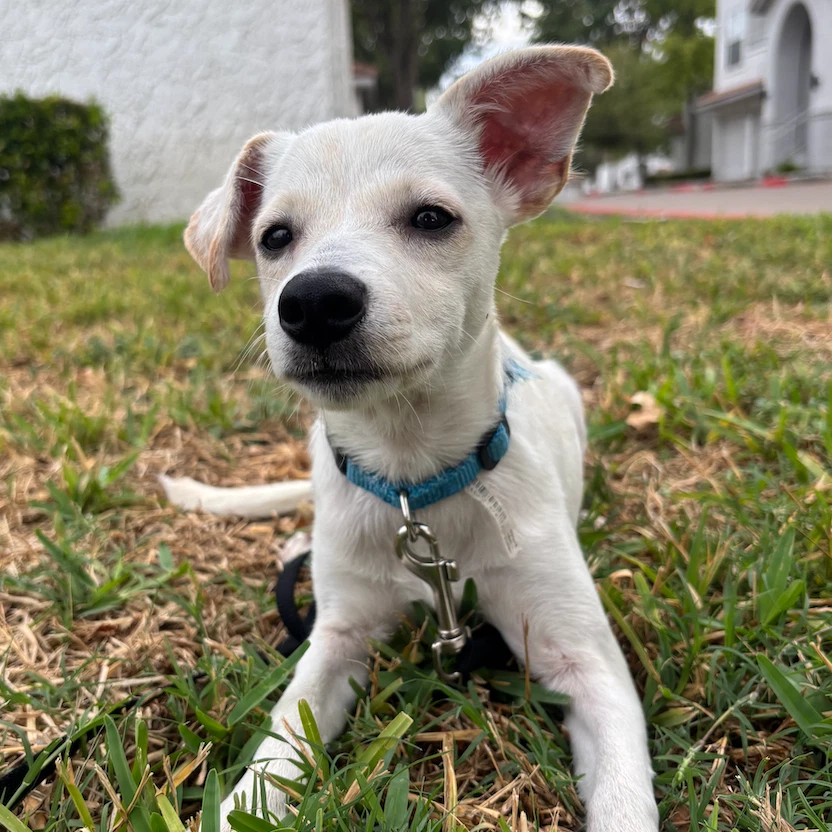 Dobby