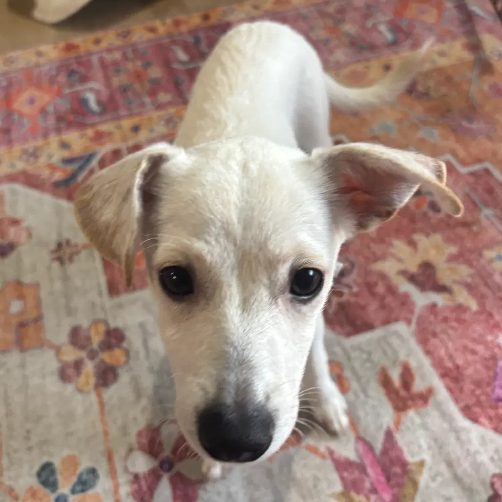 Dobby image 2