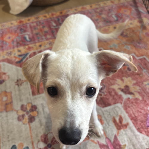 Photo 3 of Dobby