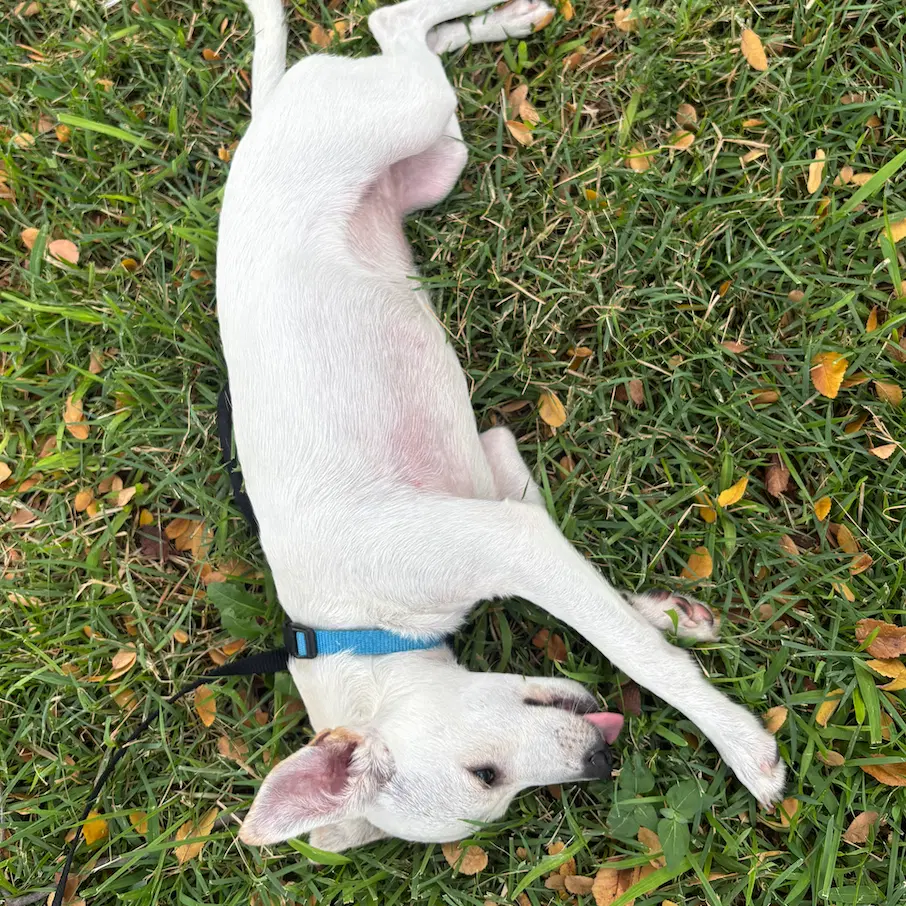 Dobby image 4