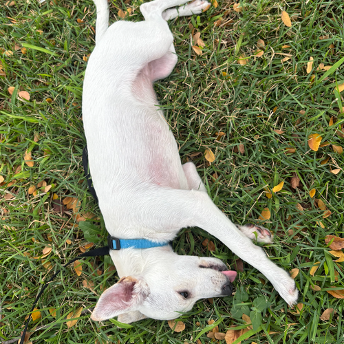 Photo 4 of Dobby