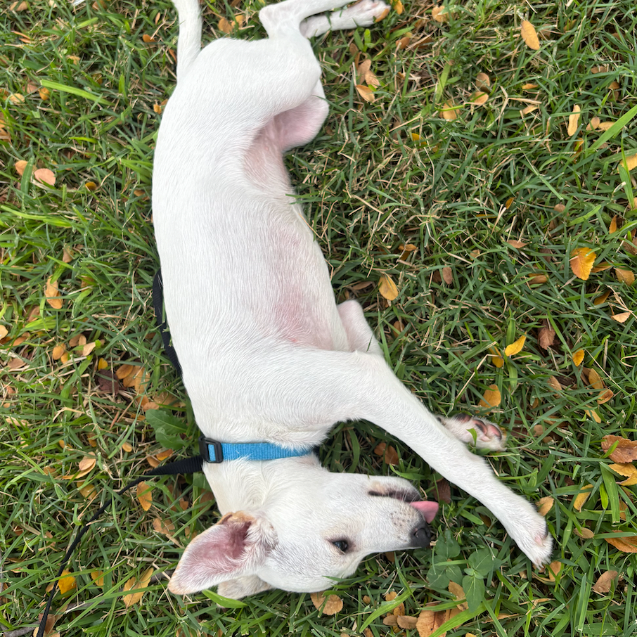 Dobby, photo 2