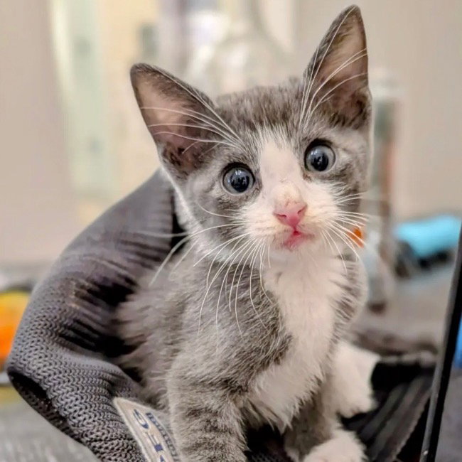 Sol Invictus, Domestic Short Hair