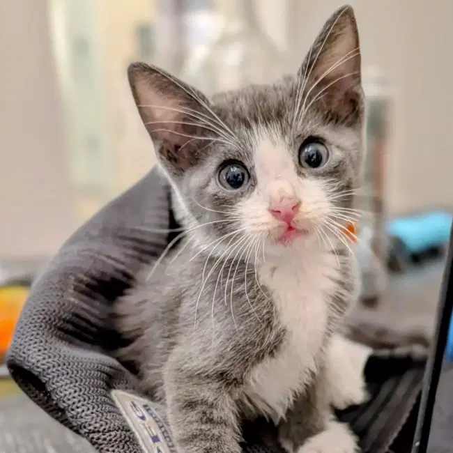 Sol Invictus - Domestic Short Hair