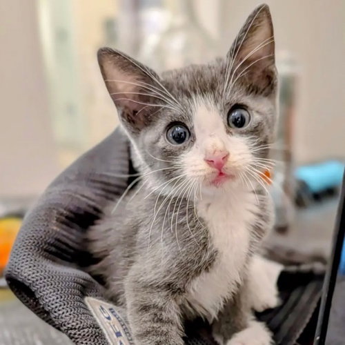 Sol Invictus, a cat for adoption from Dallas Pets Alive