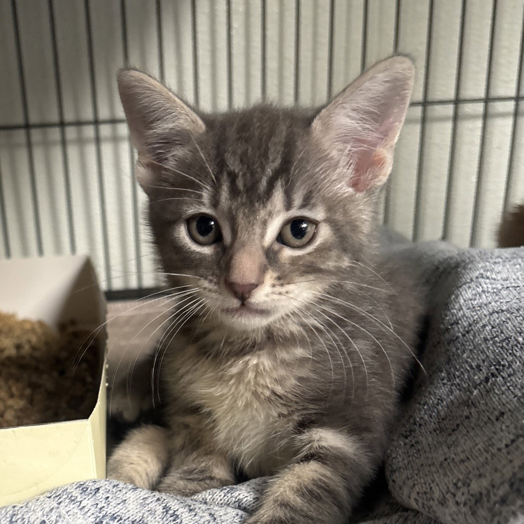 Misty, Domestic Short Hair