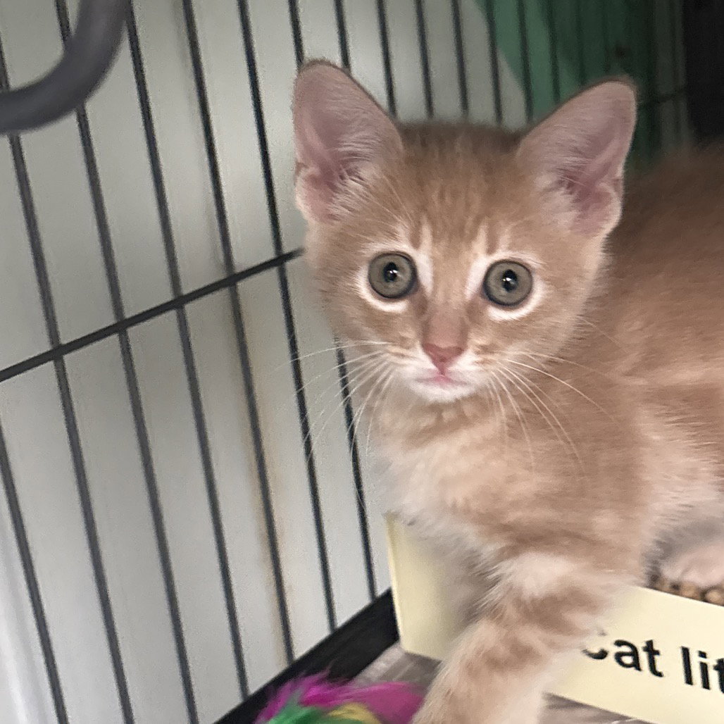 Joy, Domestic Short Hair