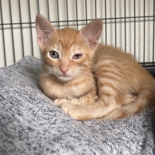 Jolene, a cat for adoption from Dallas Pets Alive