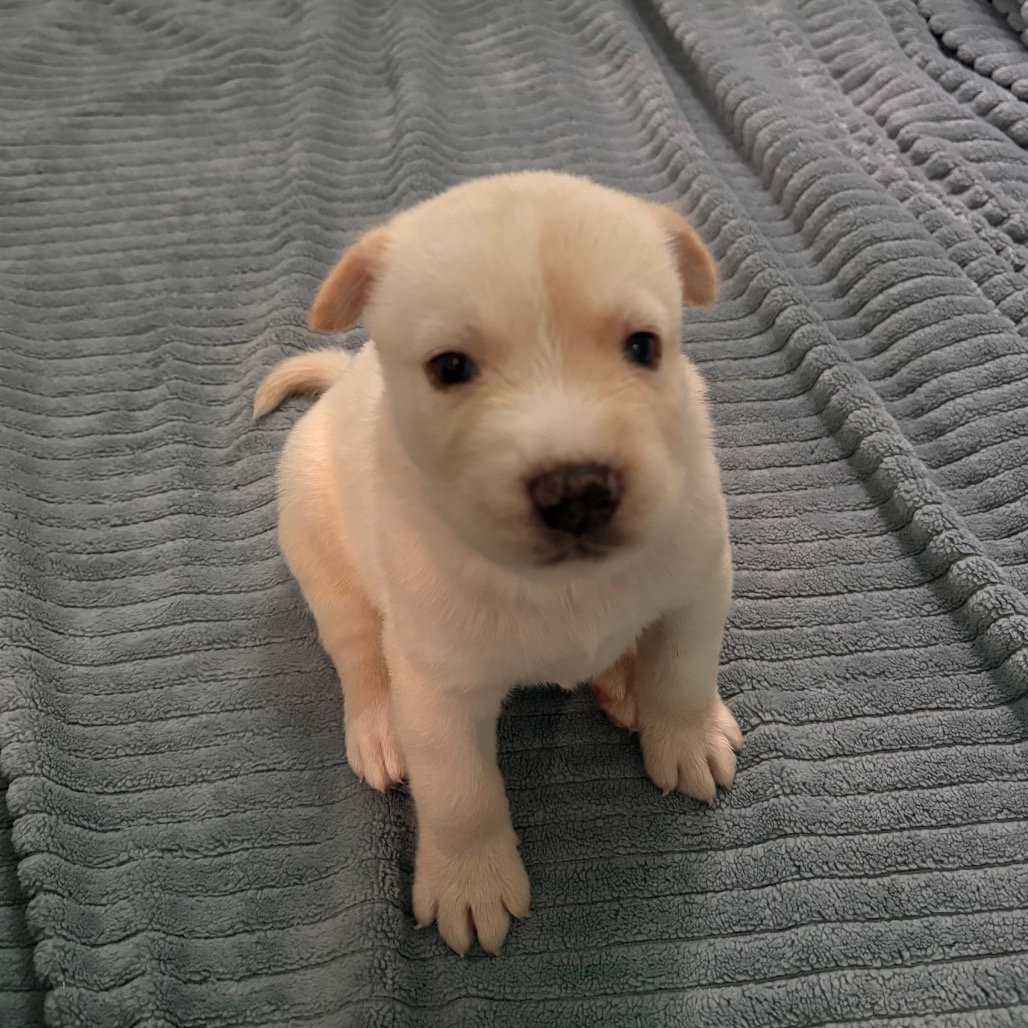 Denton, Terrier