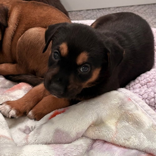 Waxahachie, a dog for adoption from Dallas Pets Alive