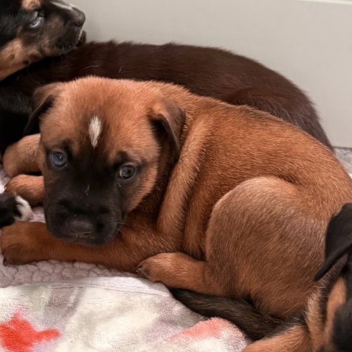 Lewisville, a dog for adoption from Dallas Pets Alive