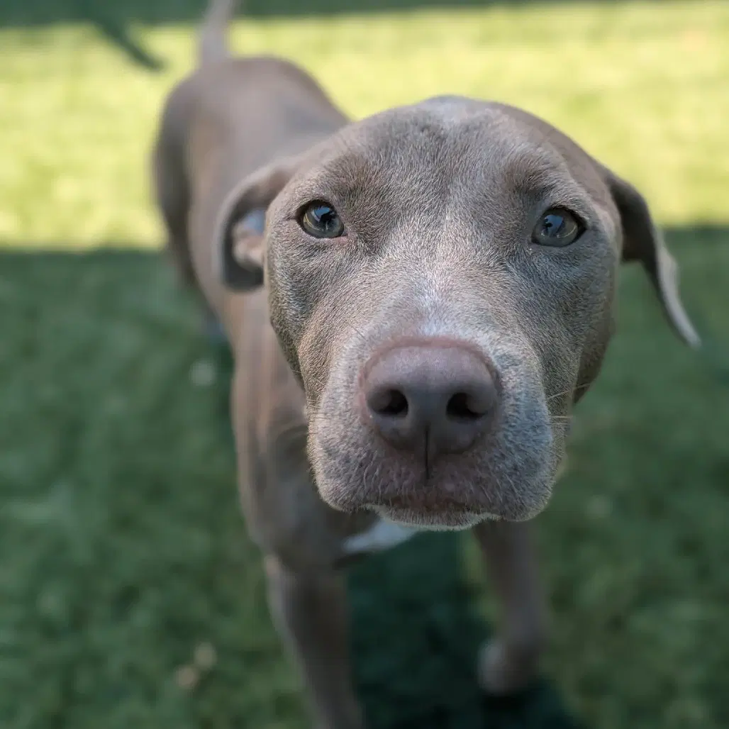 Tabitha - Pit Bull Terrier