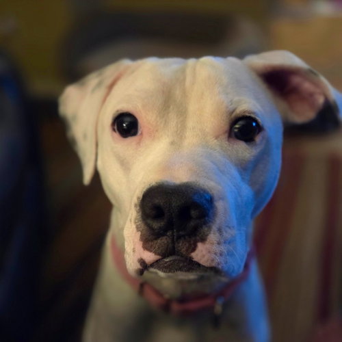 Bambi, a dog for adoption from Dallas Pets Alive