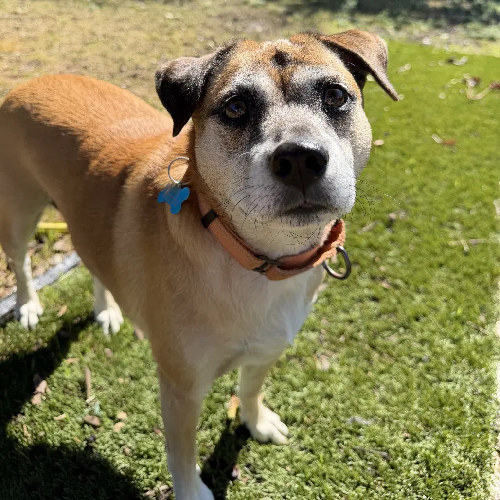 Gigi - Hound