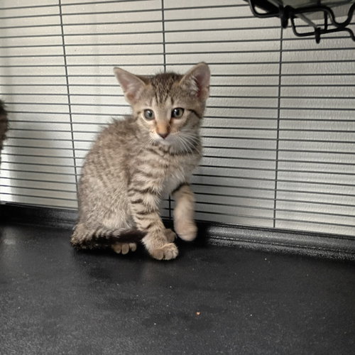 Gretchen Wilson, a cat for adoption from Dallas Pets Alive