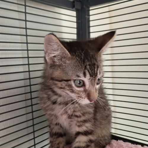 Koe Wetzel, a cat for adoption from Dallas Pets Alive