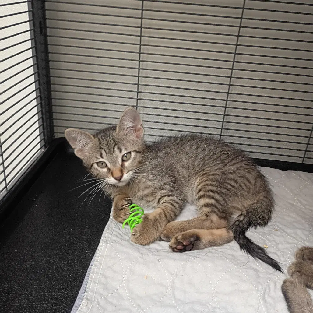 Riley Green - Domestic Short Hair