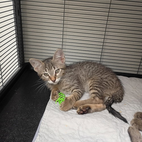 Riley Green, a cat for adoption from Dallas Pets Alive