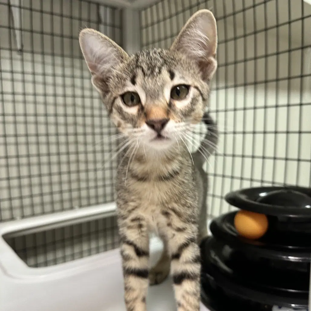 Riley Green - Domestic Short Hair