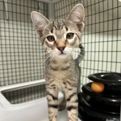 Riley Green, Domestic Short Hair (short coat)