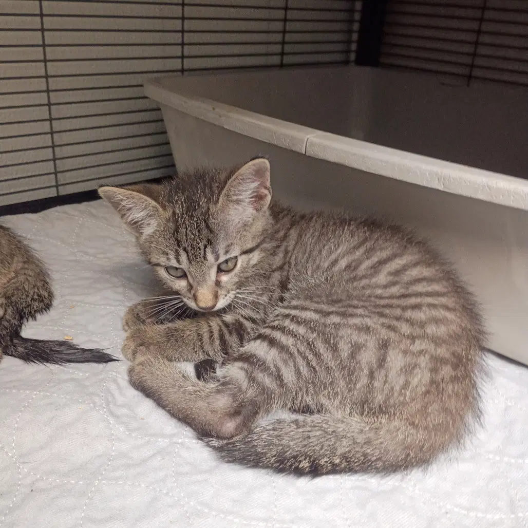 Giovanni - Domestic Short Hair