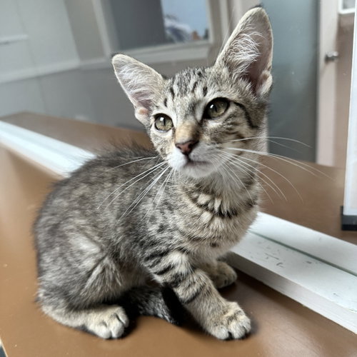 Giovanni, Domestic Short Hair (short coat)