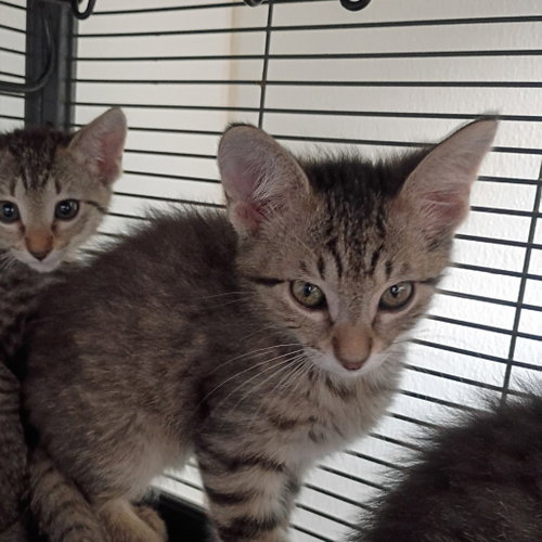 Hudson Westbrook, a cat for adoption from Dallas Pets Alive