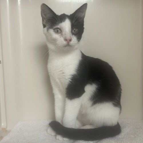 DJ, a cat for adoption from Dallas Pets Alive