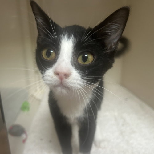 Rue, a cat for adoption from Dallas Pets Alive