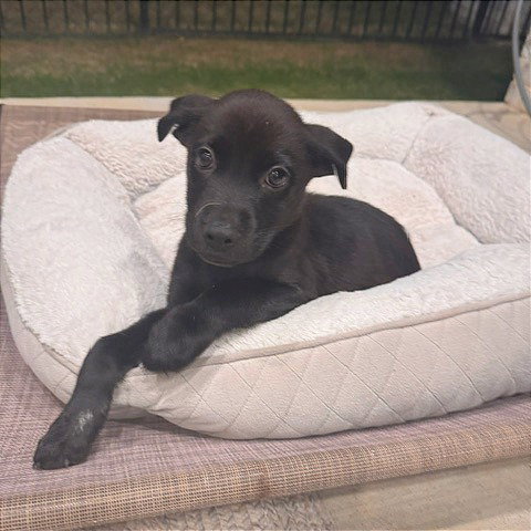 Aubrey, Terrier