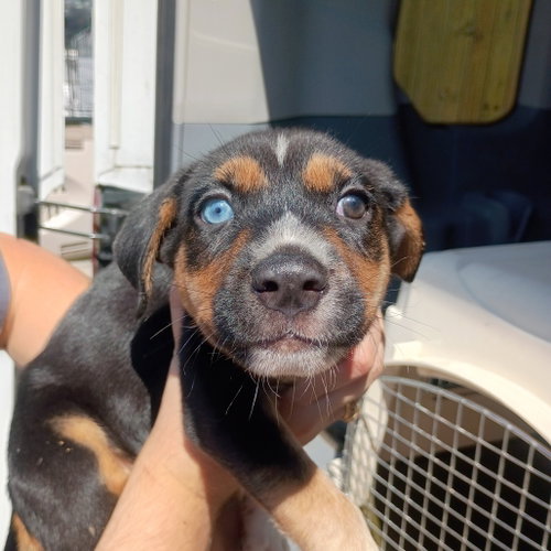 Little Elm, a dog for adoption from Dallas Pets Alive