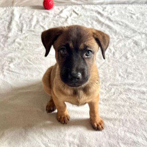 Frisco, Terrier