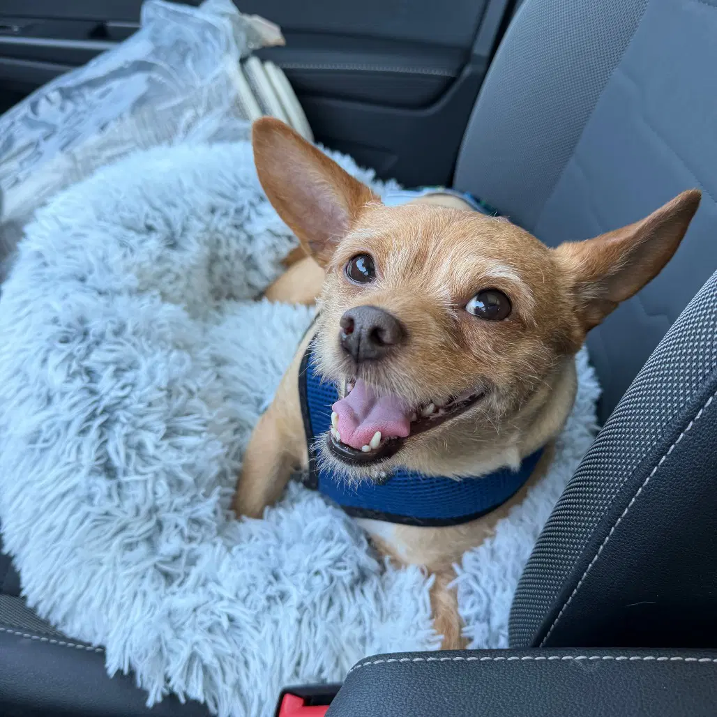Muffin - Terrier