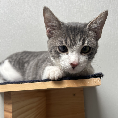 Zolgus, a cat for adoption from Dallas Pets Alive