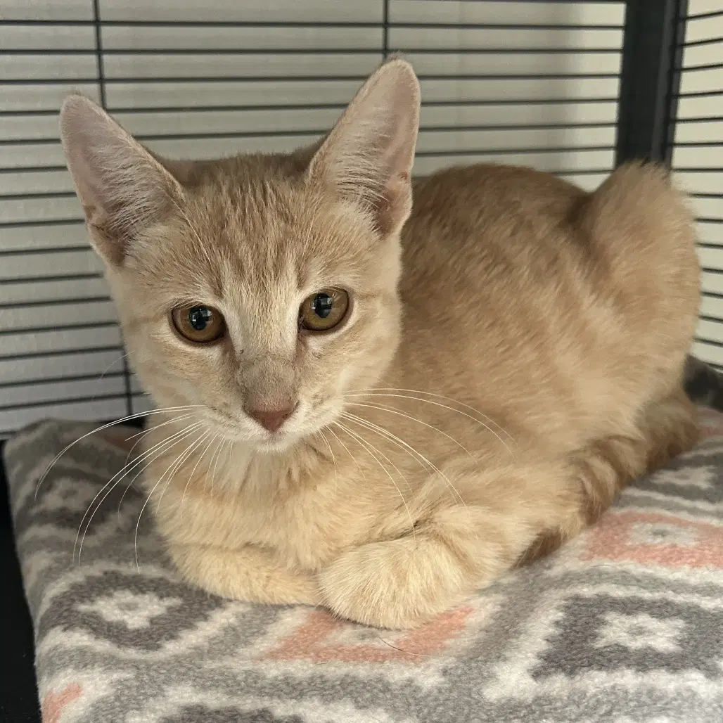 Josh - Domestic Short Hair