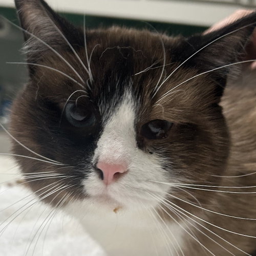 Sir Lewis, a cat for adoption from Dallas Pets Alive