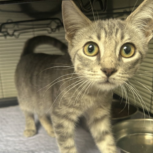 Mr. Pool, Domestic Short Hair