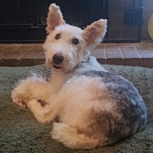 Zoey, Terrier / Mixed